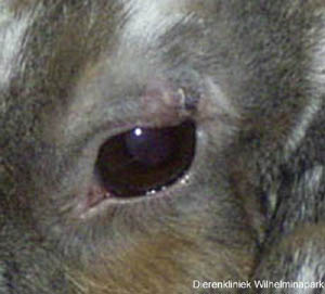 Een wond die gehecht is aan het aan het bovenooglid bij een konijn 10 dagen later, nadat de hechtingen eruit zijn gehaald